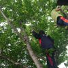 子供時代に木登りをさせよう！